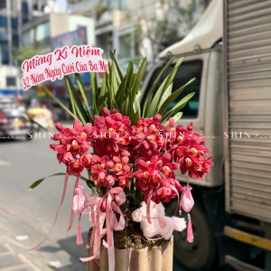 Chậu Đia Lan Sato Đỏ- Phú Quý Tet83