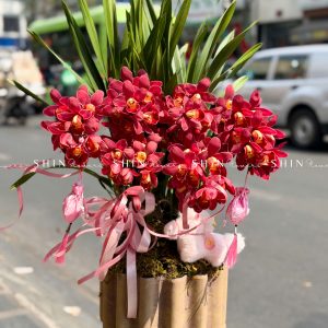 Chậu Đia Lan Sato Đỏ- Phú Quý Tet83