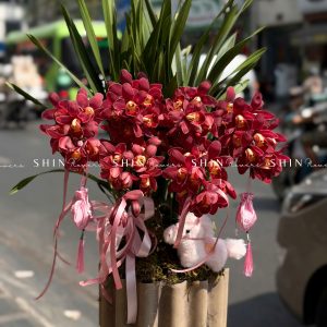 Chậu Đia Lan Sato Đỏ- Phú Quý Tet83