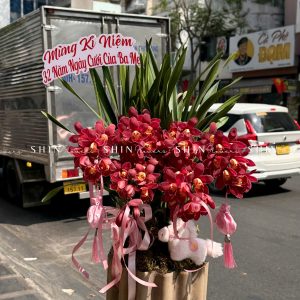 Chậu Đia Lan Sato Đỏ- Phú Quý Tet83